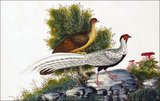 From a collection of beautifully painted Chinese ornothological studies, mid-19th century, by an anonymous painter.<br/><br/>

The Silver Pheasant (Lophura nycthemera) is a species of pheasant found in forests, mainly in mountains, of mainland Southeast Asia, and eastern and southern China. The male is black and white, while the female is mainly brown.