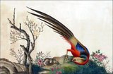 From a collection of beautifully painted Chinese ornothological studies, mid-19th century, by an anonymous painter.<br/><br/>

The Golden Pheasant or 'Chinese Pheasant', (Chrysolophus pictus) is a gamebird of the order Galliformes (gallinaceous birds) and the family Phasianidae. It is native to forests in mountainous areas of western China.